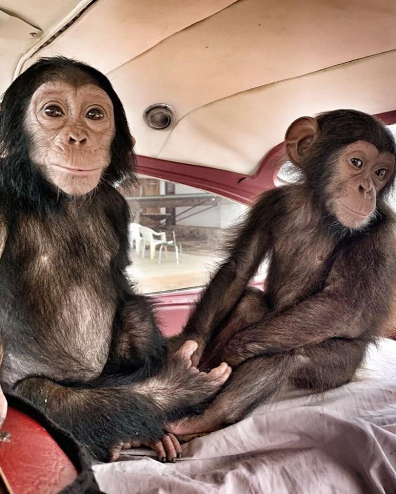 baby chimps