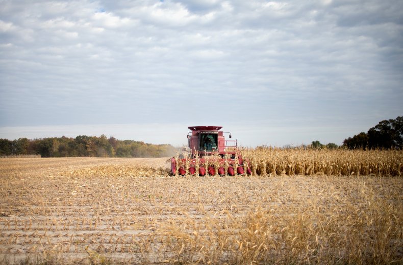 corn field