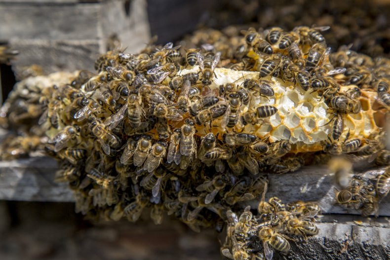 bees and honeycomb