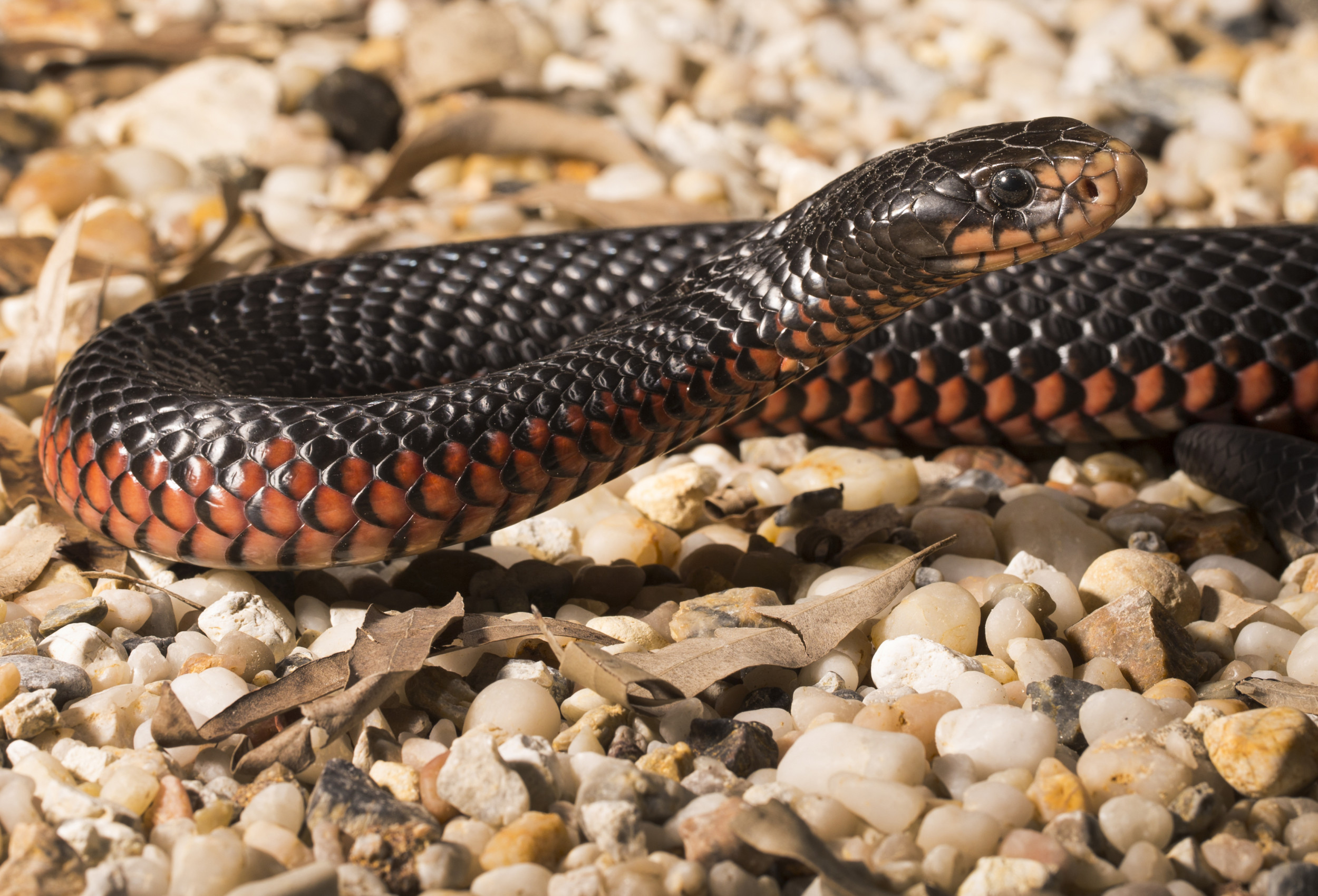 can red belly black snakes kill dogs