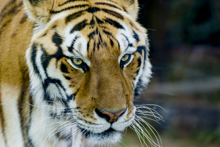 Tiger Wounded By Poacher To Get Prosthetic Paw In Landmark Operation 