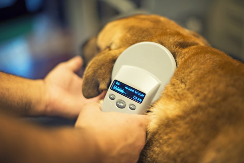 microchip, pets, veterinarian, animal shelter microchip, pets, veterinarian, animal shelter