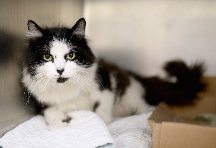 Cat 85 Cats, One Dog Rescued From Condemned House in Pennsylvania Amid Deplorable Conditions
