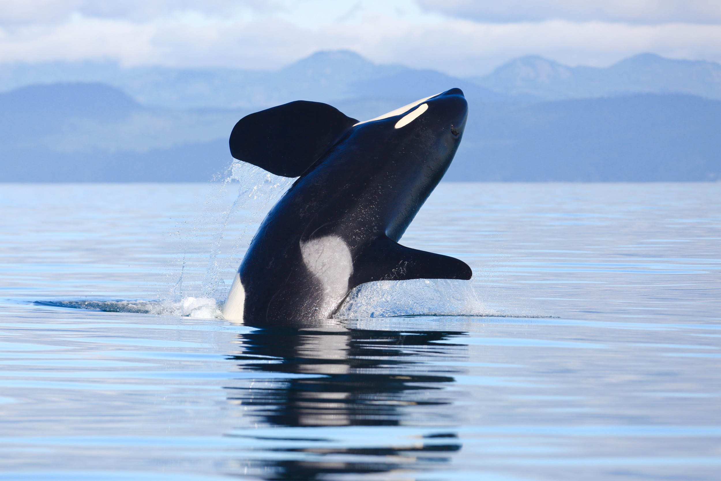Rare White Killer Whale Spotted In Washington During Mass Orca Sighting A mass stranding of over 50 pilot whales occurred last week in west iceland's snaefellsnes peninsula. rare white killer whale spotted in