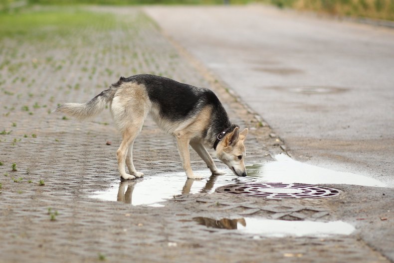 dog, puddle, standing water, leptospirosis
