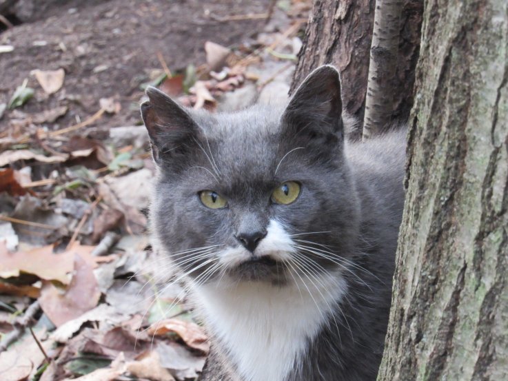 Cat Eats an Entire Kangaroo