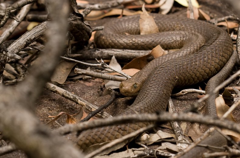 Brown Snake