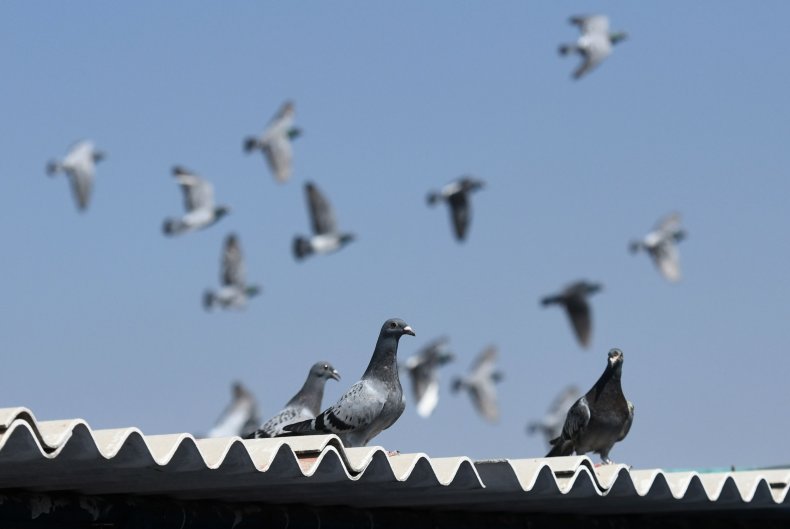 racing pigeon
