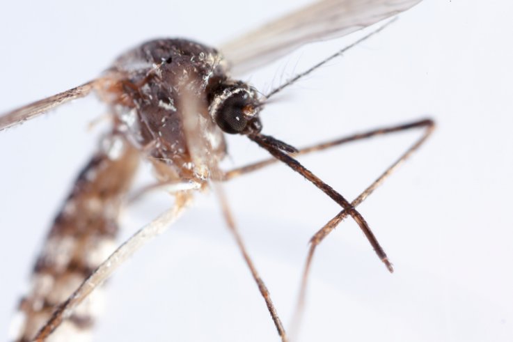 mosquito mosquito