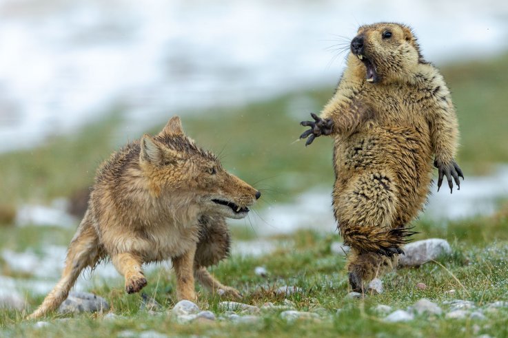 Wildlife Photographer of the Year winner Wildlife Photographer of the Year winner