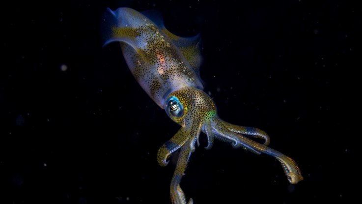Young Wildlife Photographer of the Year winner Young Wildlife Photographer of the Year winner