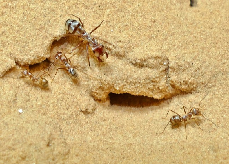 Saharan Silver Ants