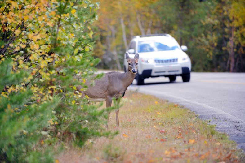 Deer standing by road with car approaching