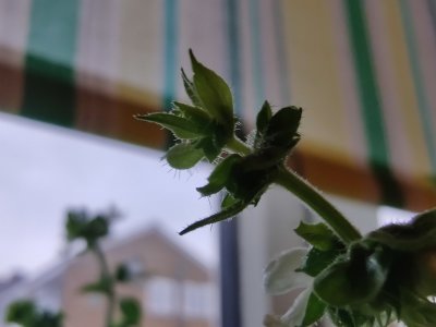 OnePlus 7T photo 3 OnePlus 7T photo 3