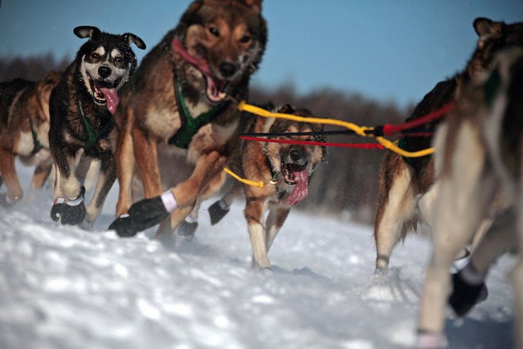 Iditarod, Alaska, Dogs