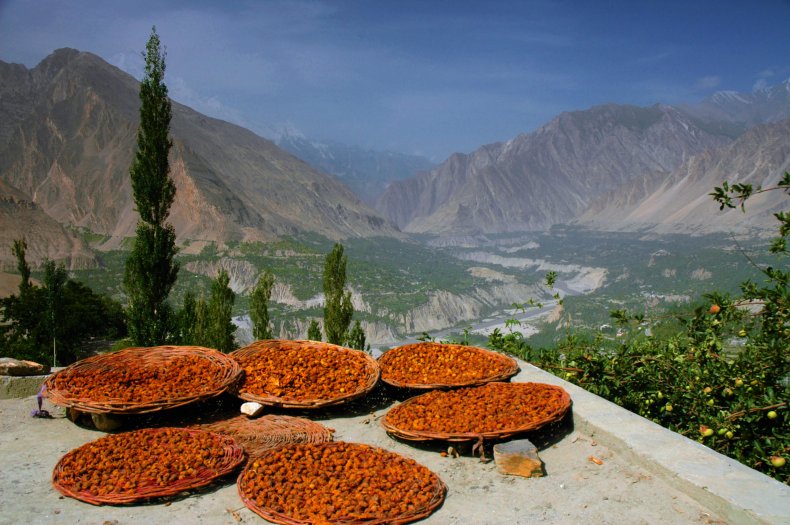 Hunza apricots in Pakistan. 