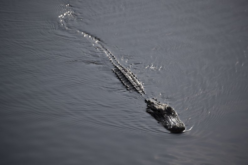 alligator, Florida Everglades