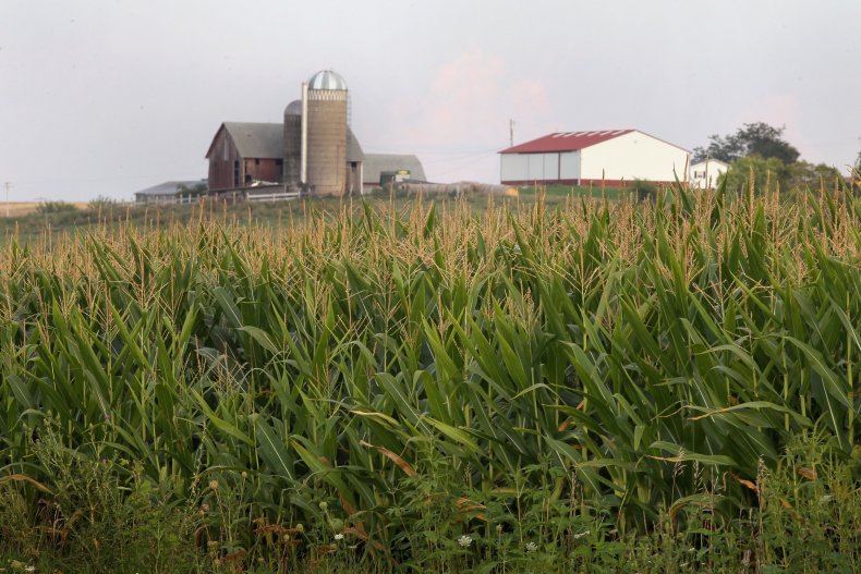 Corn field Iowa