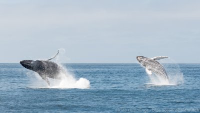 whale breach whale breach