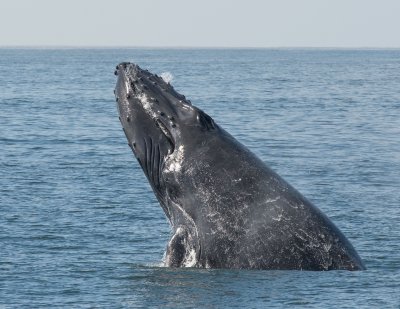 whale breach whale breach