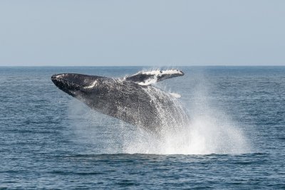 whale breach whale breach