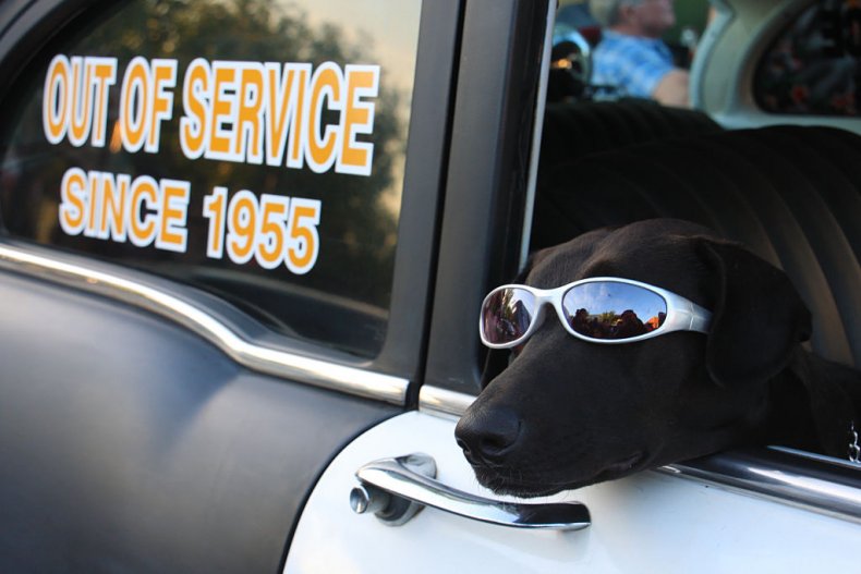 dog, black lab