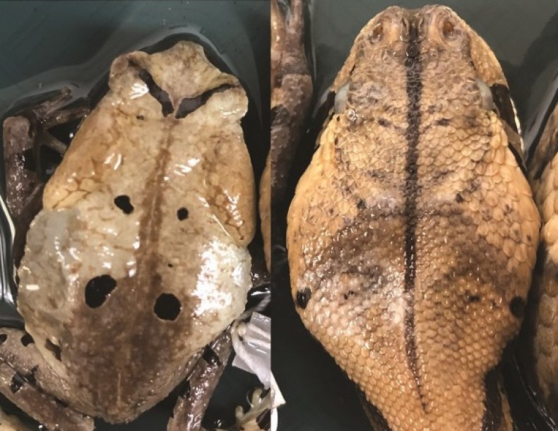 Congolese giant toad, Gaboon viper