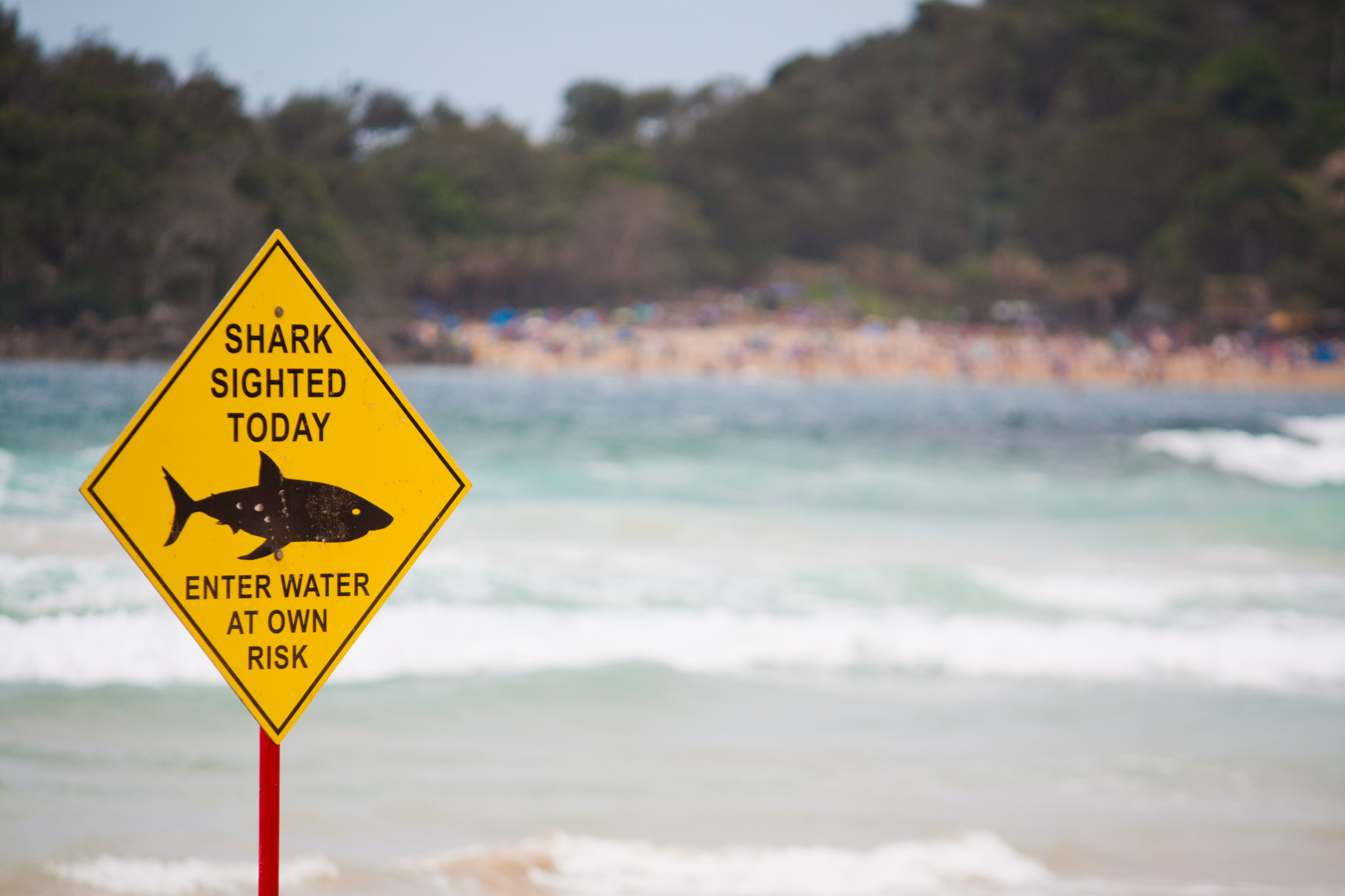 Permanent Scars? The Long Term Effects Of Shark Bites - p6f0olm