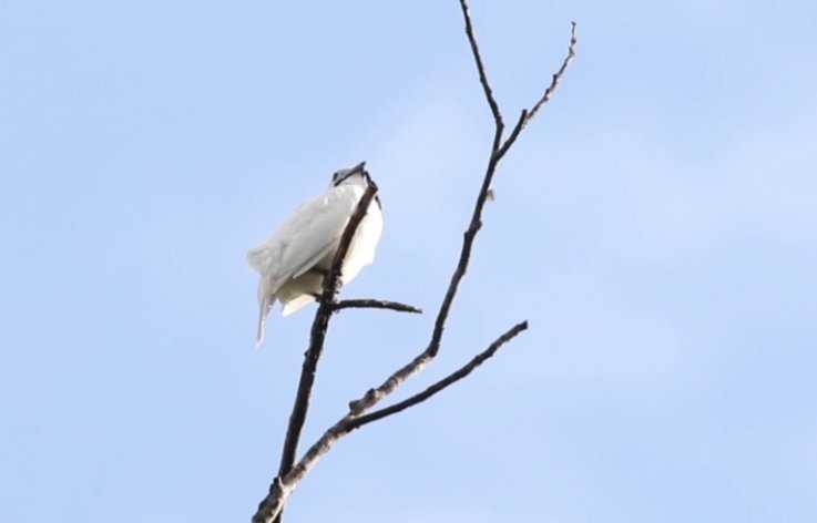 white bellbird, loudest call, current biolgy, bird white bellbird, loudest call, current biolgy, bird