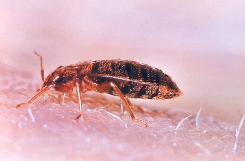 Bed Bug Summit Trending Doral
