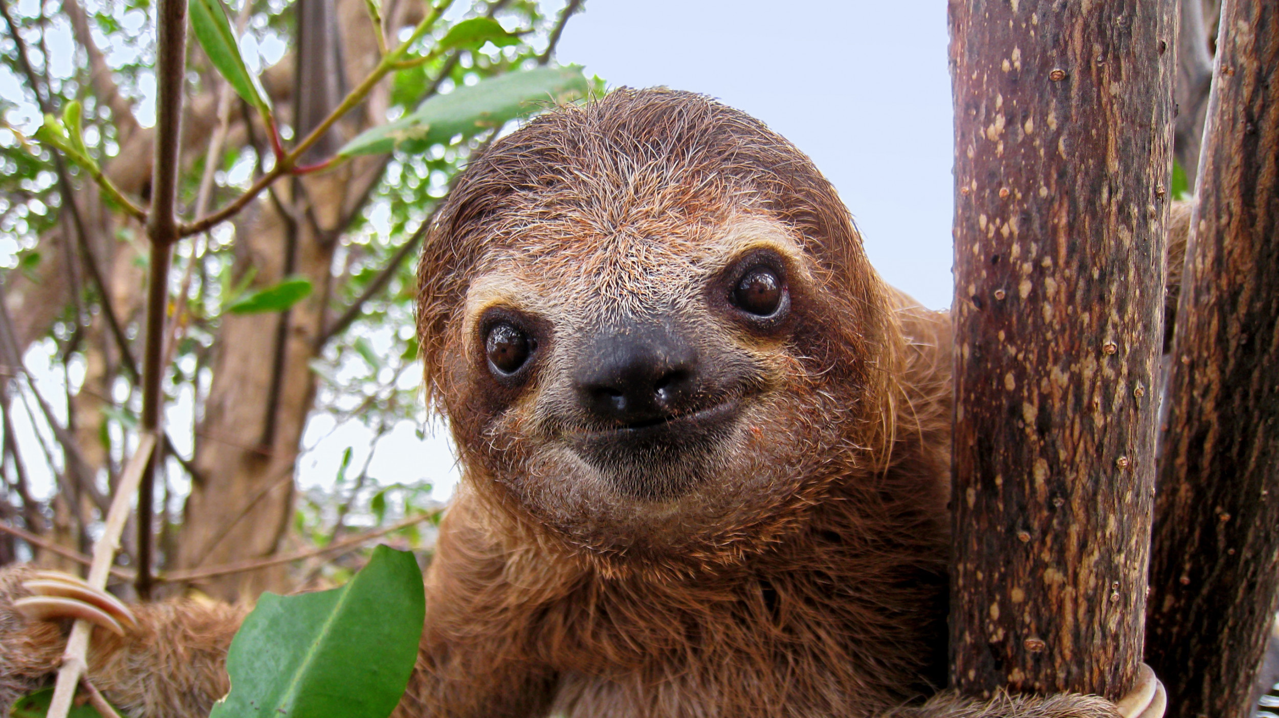 International Sloth Day Six Cosy Facts About the Laid-back Creatures 