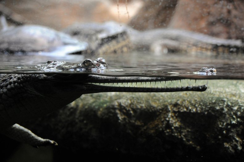 Indian gharial crocodile