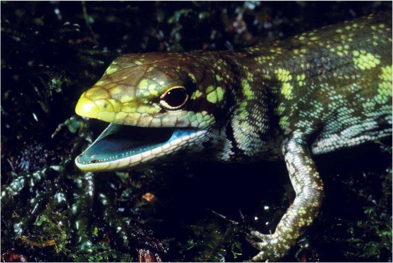 Prasinohaema prehensicauda