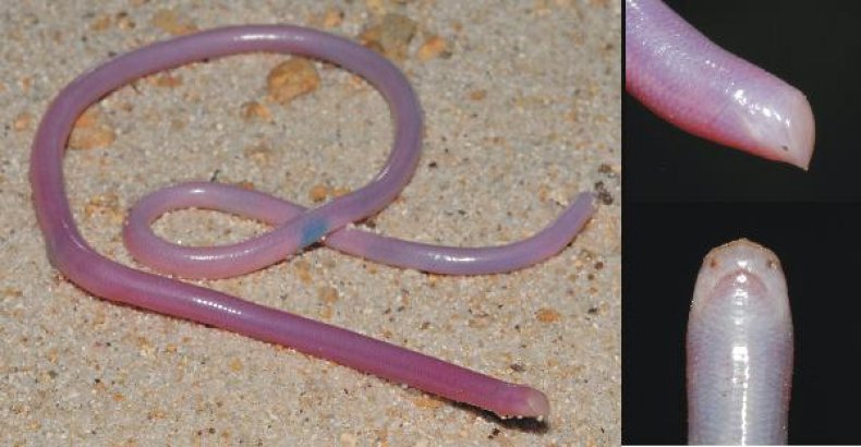 Madagascar blindsnake