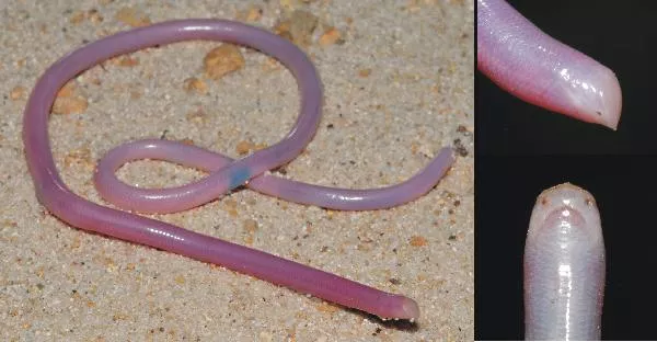 Couleuvre aveugle de Madagascar 