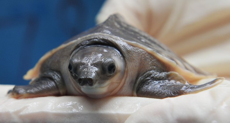 Pig-nose turtle