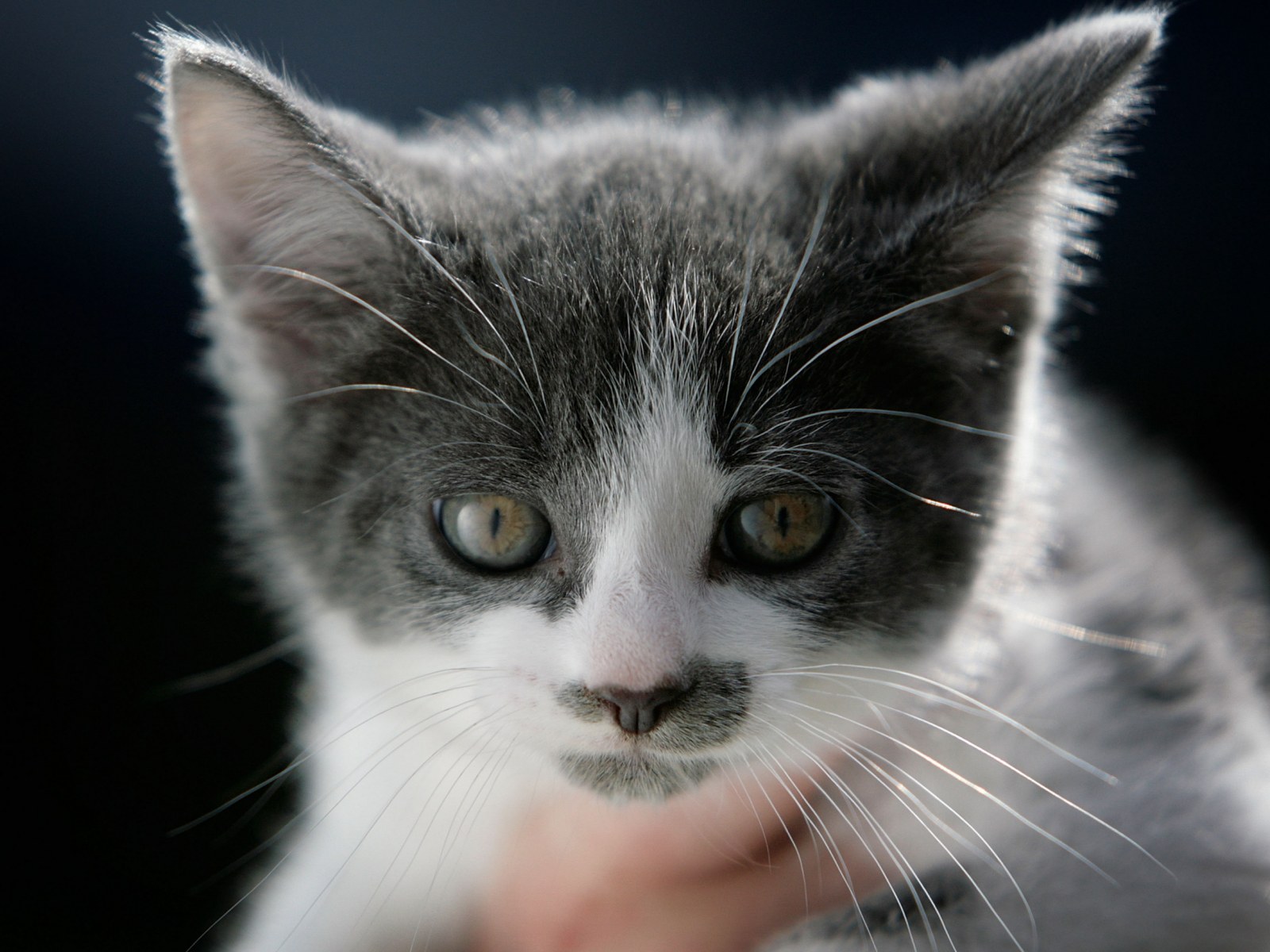 National Cat Day 2019 What To Buy From Aspca Best Friends Alley