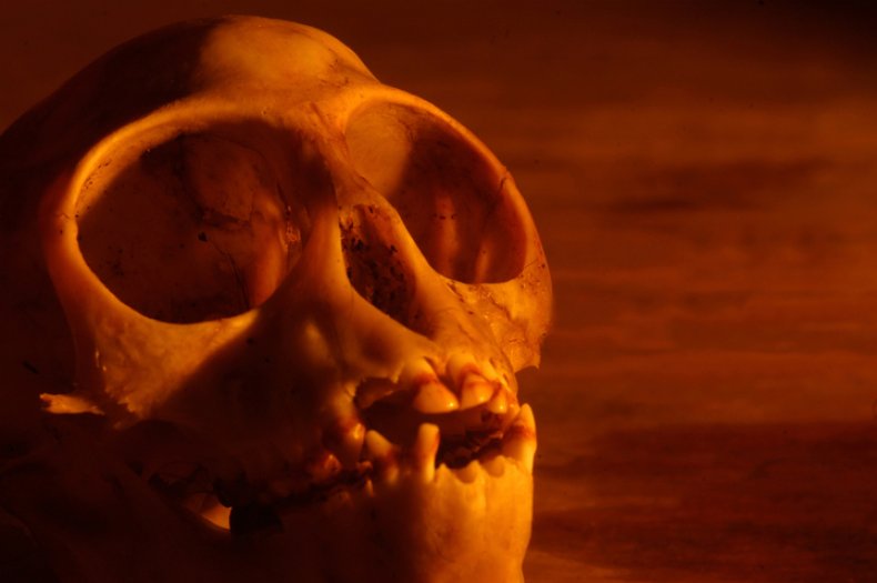 monkey skulls monkey skulls