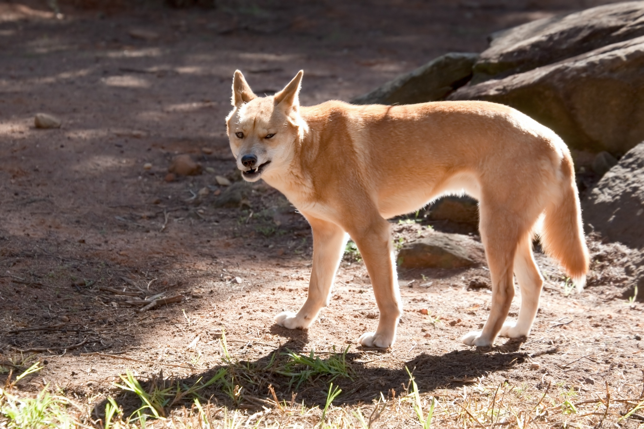 baby dingo