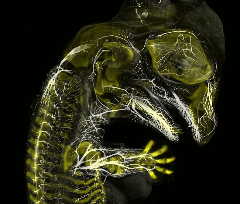 Alligator embryo in Small World competition