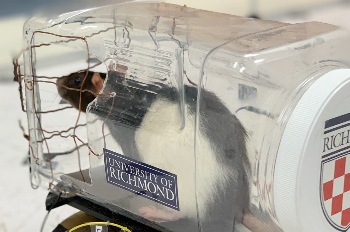 Rats Have Been Trained To Drive Cars For Science - Newsweek