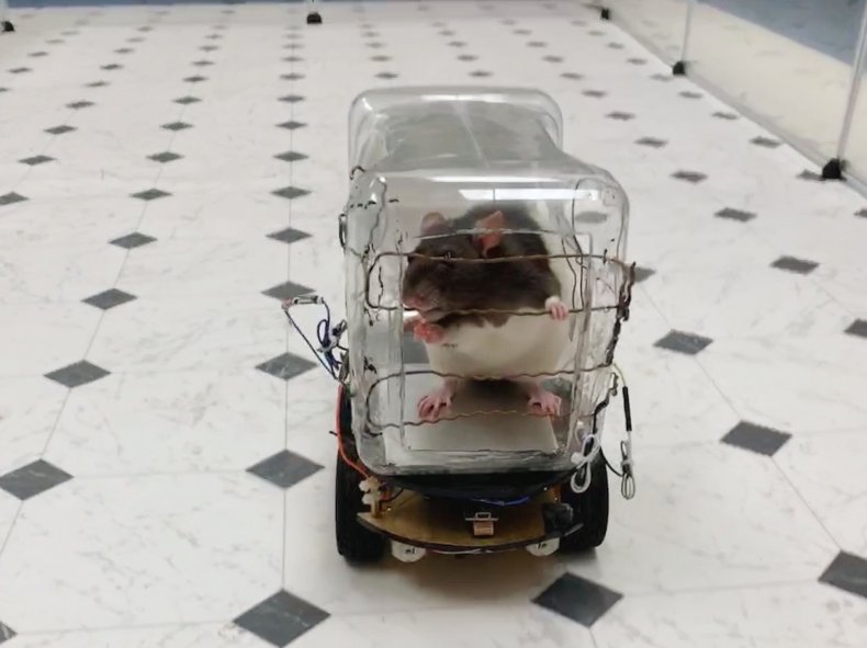 rat steering car rat steering car