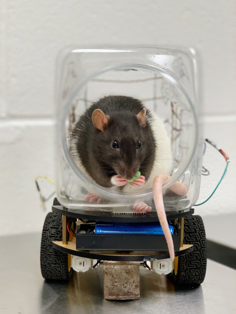 Rat in Car Rat in Car