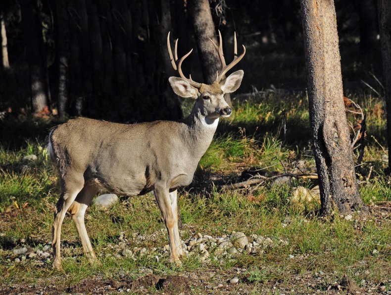 white-tailed deer buck, Yellowstone