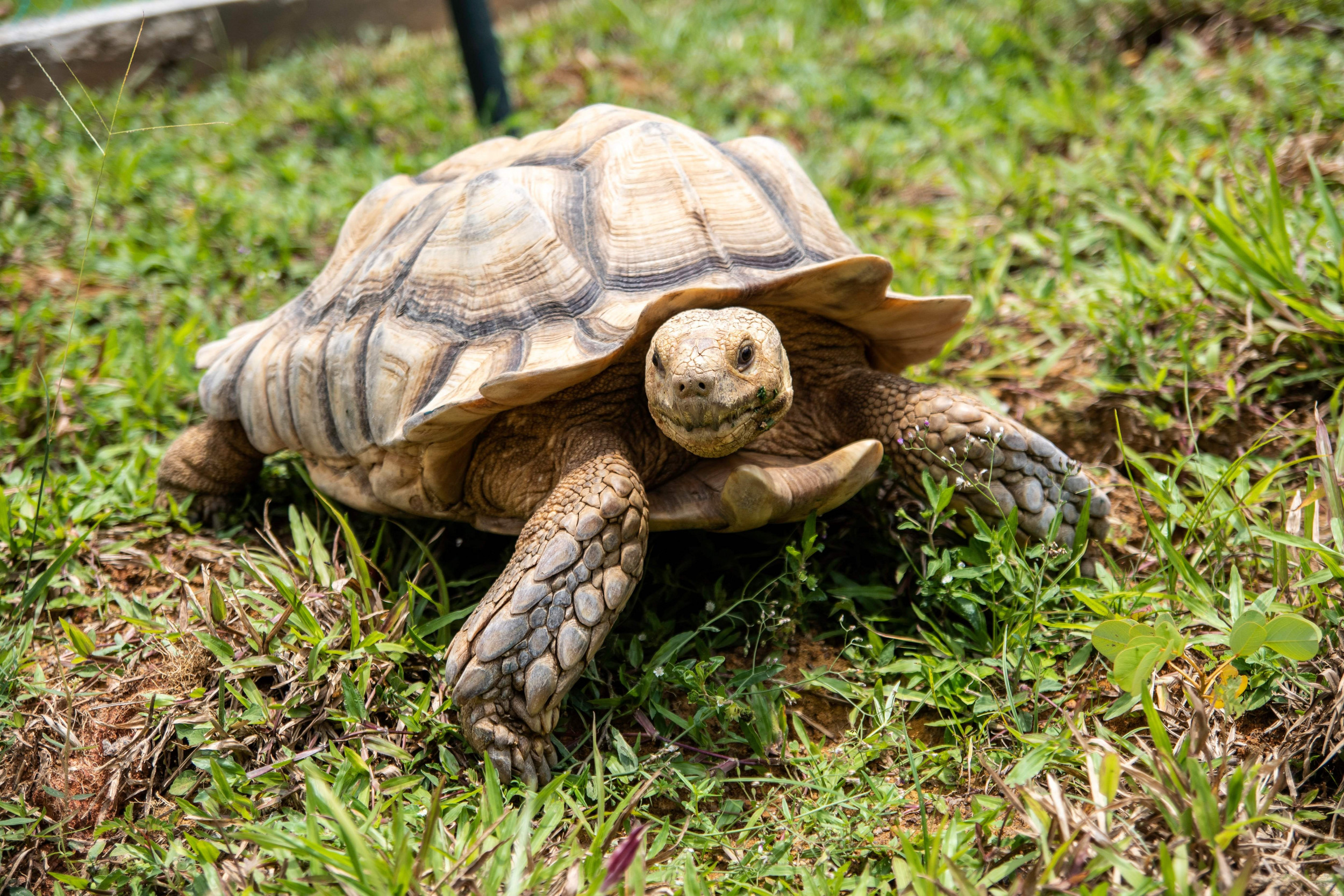 Turtle Goes Missing For A Week Is Found To Have Traveled 5 Miles Back To Its Former Home Wow This Really Happened