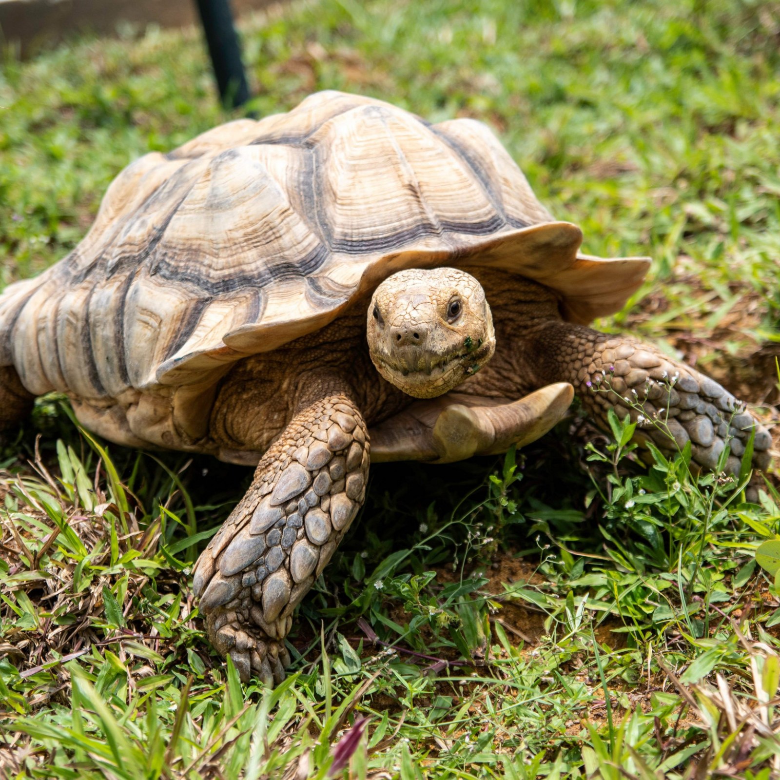 Download Turtle Goes Missing For A Week Is Found To Have Traveled 5 Miles For Android Wallpaper Turtle Goes Missing For A Week Is Found To Have Traveled 5 Miles Free