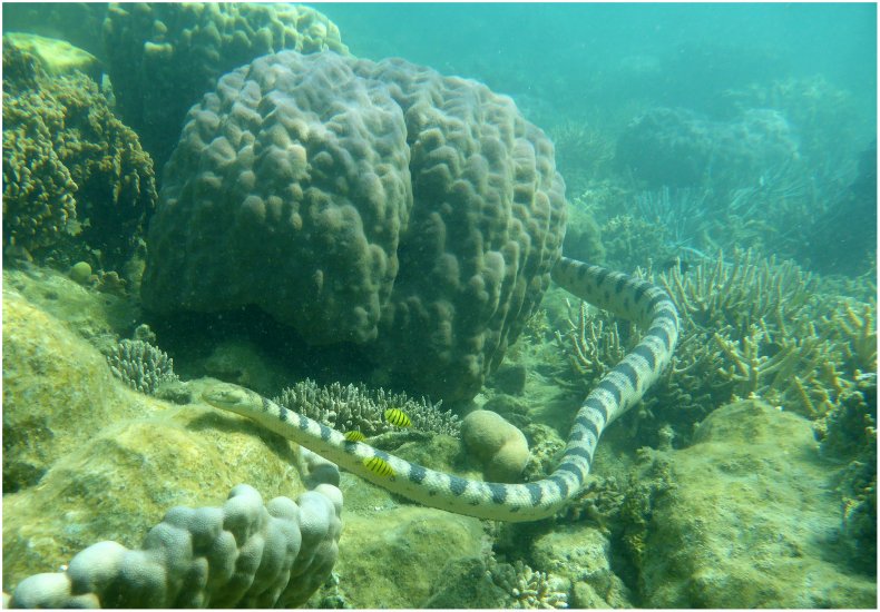sea snake
