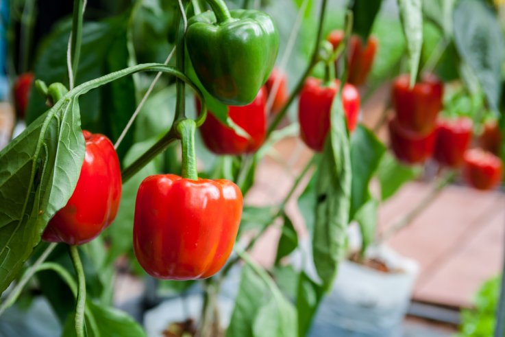 bell peppers stock photo