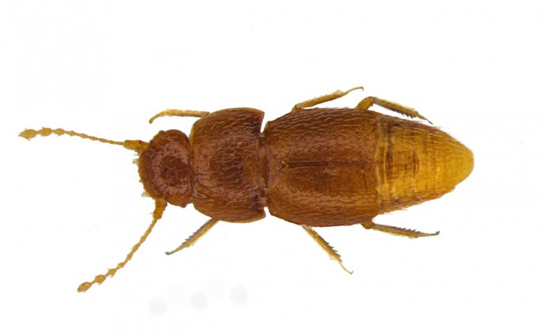 Nelloptodes gretae