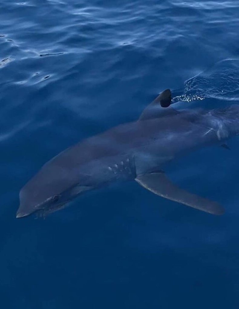 Mako shark Mako shark